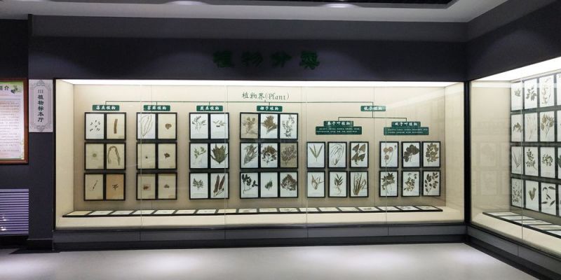 生態標本館-植物臘葉