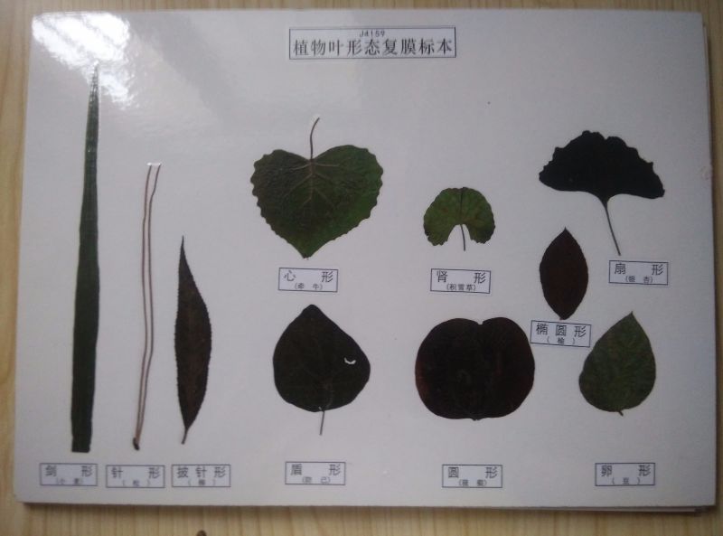 植物葉的形態