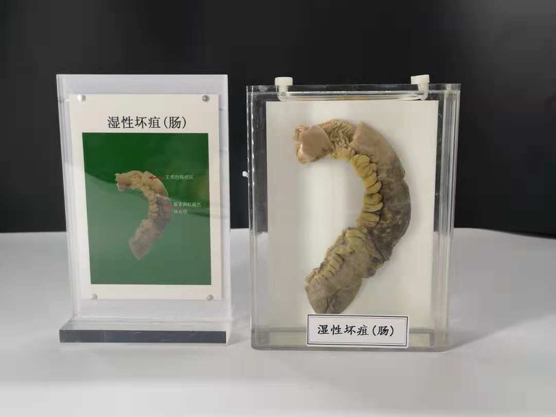 人動物病體大體標本