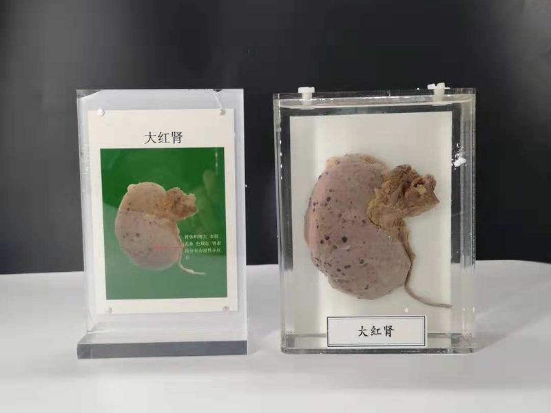 人動物病體大體標本