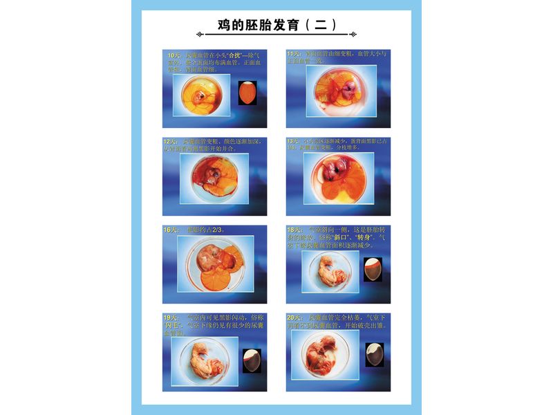 雞的胚胎發育（二）+