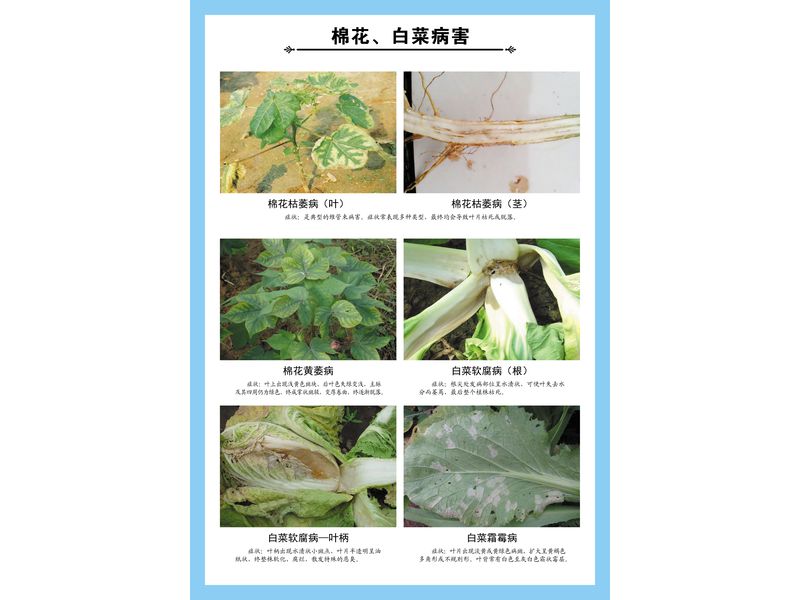 棉花、白菜病害掛圖