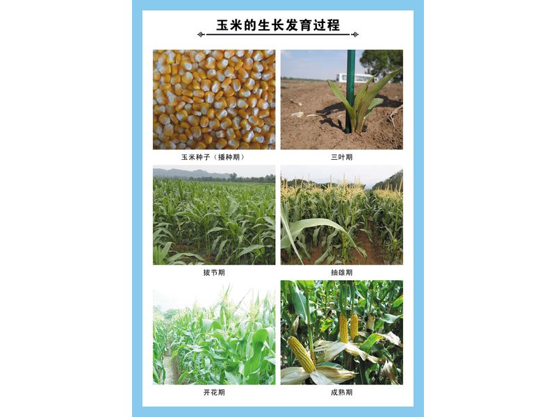 玉米的生長發育過程