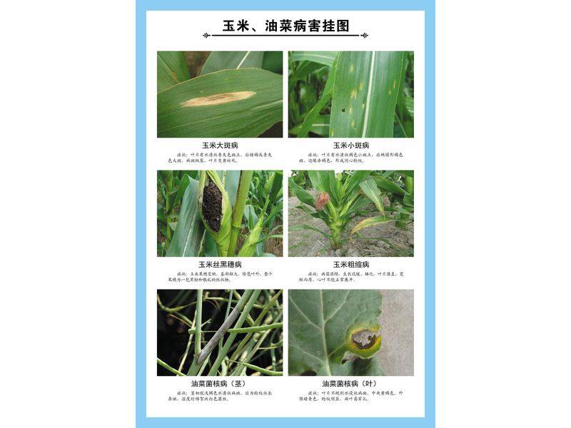 玉米、油菜病害掛圖