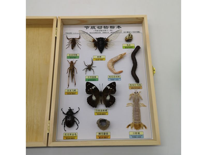 節肢動物標本